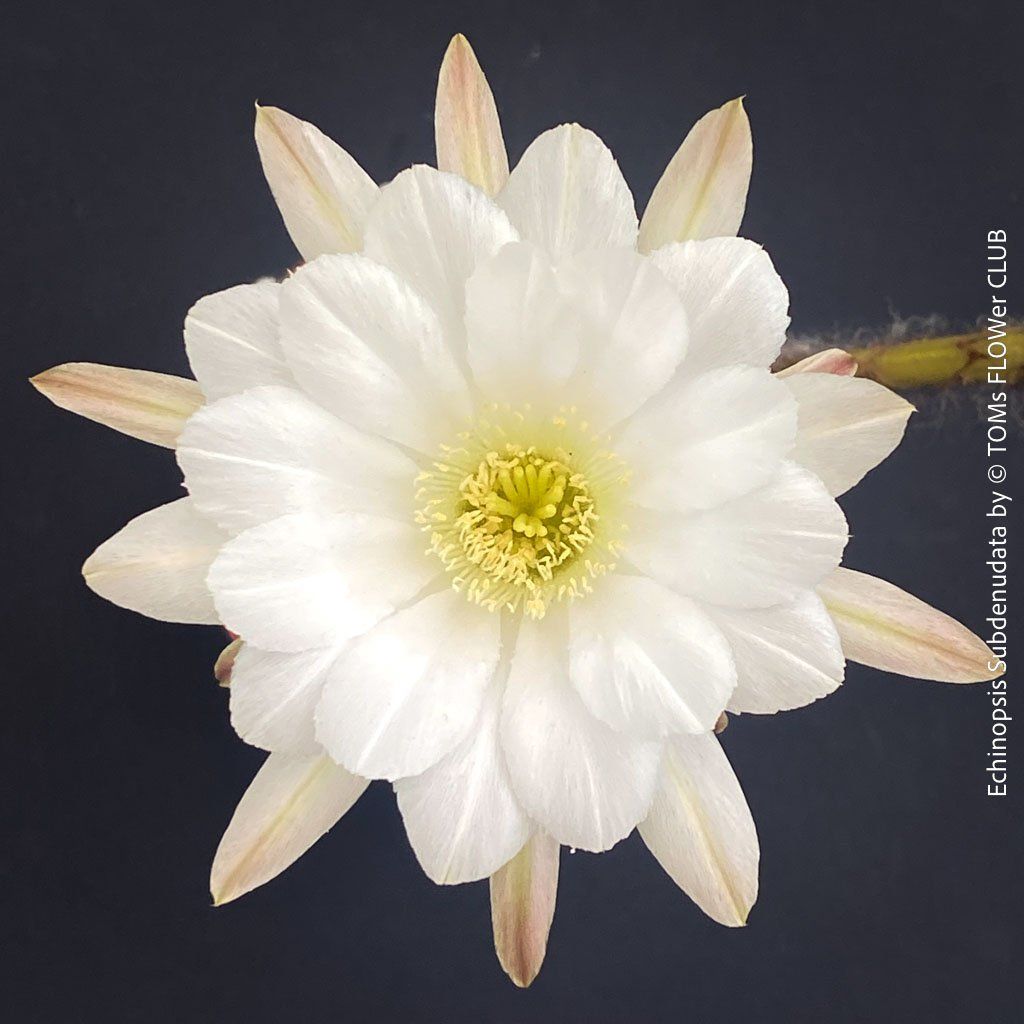 Pflanzen & Samen: Echinopsis Subdenudata - Dein "Domino" Kaktus – Neu und originalverpackt aus Adliswil von astom369 9