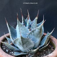 Agave Parrasana - blaue winterharte Agave für Dich