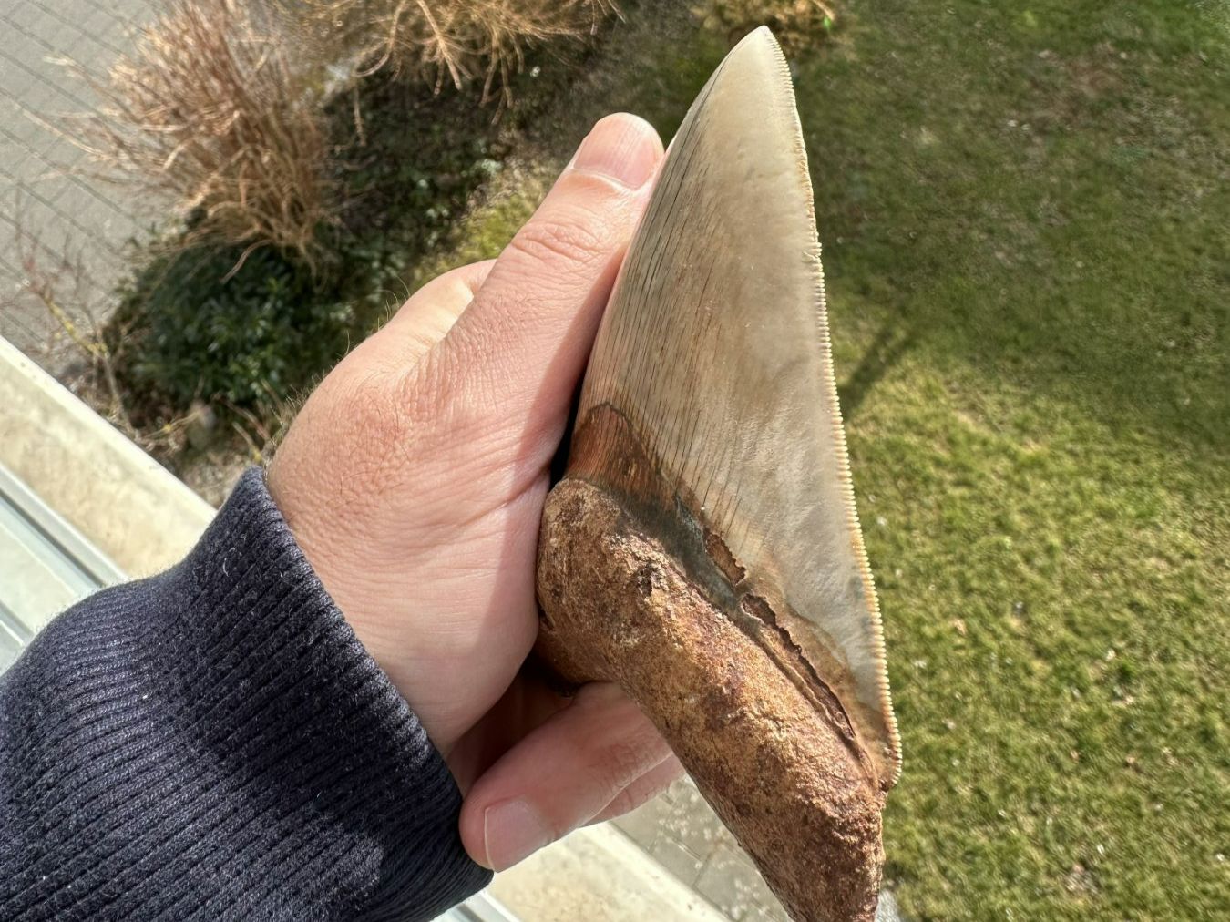 Fossili: Top Megalodon Zahn Indonesien – Usato da schüpfen venduto da rica122 3