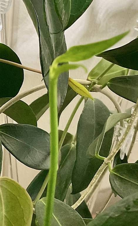 Plantes & graines: Hoya lobbii myanmar – D'occasion à Schönholzerswilen par Leavylounge 2