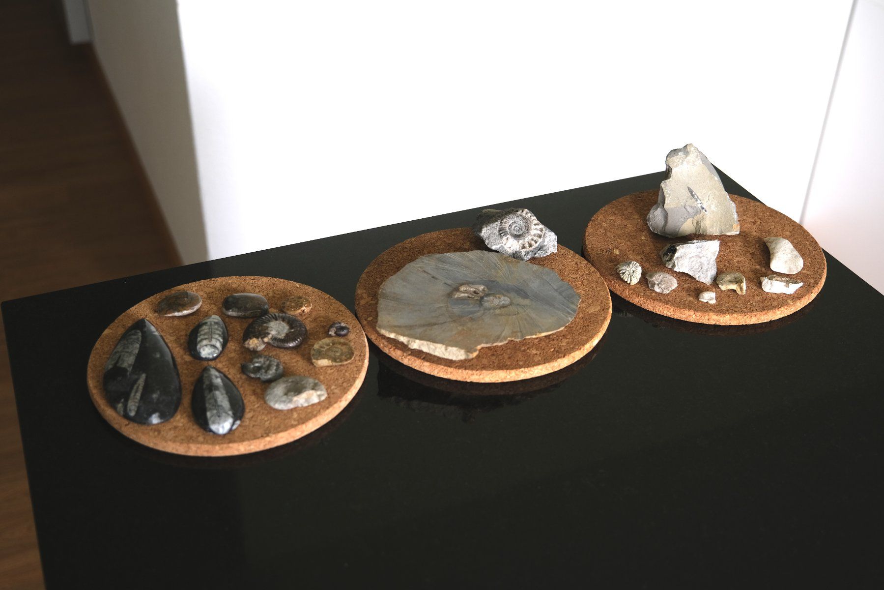 Fossili: Sammlung diverser versteinerter Fosillien – Usato da Olten venduto da RABe2000