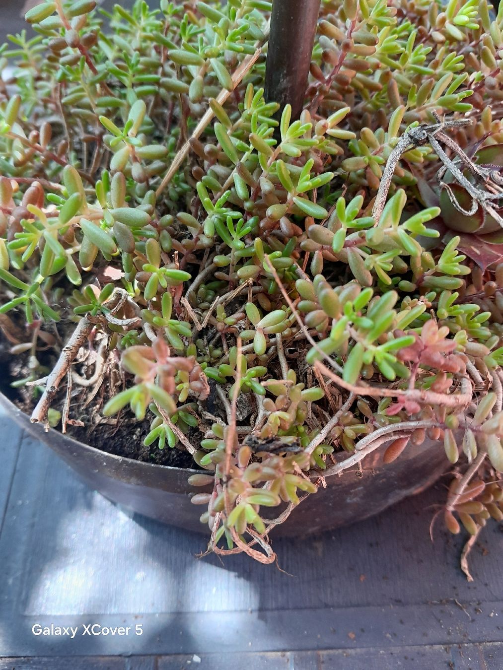 Piante & sementi: Pianta grassa Sedum pensile con decoro rustico in rame – Usato da Carena venduto da bdi_dz9m 1