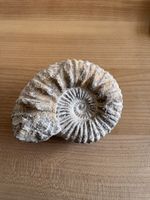 Ammonit Fossil 15 cm 1541 g in gutem Zustand erhalten