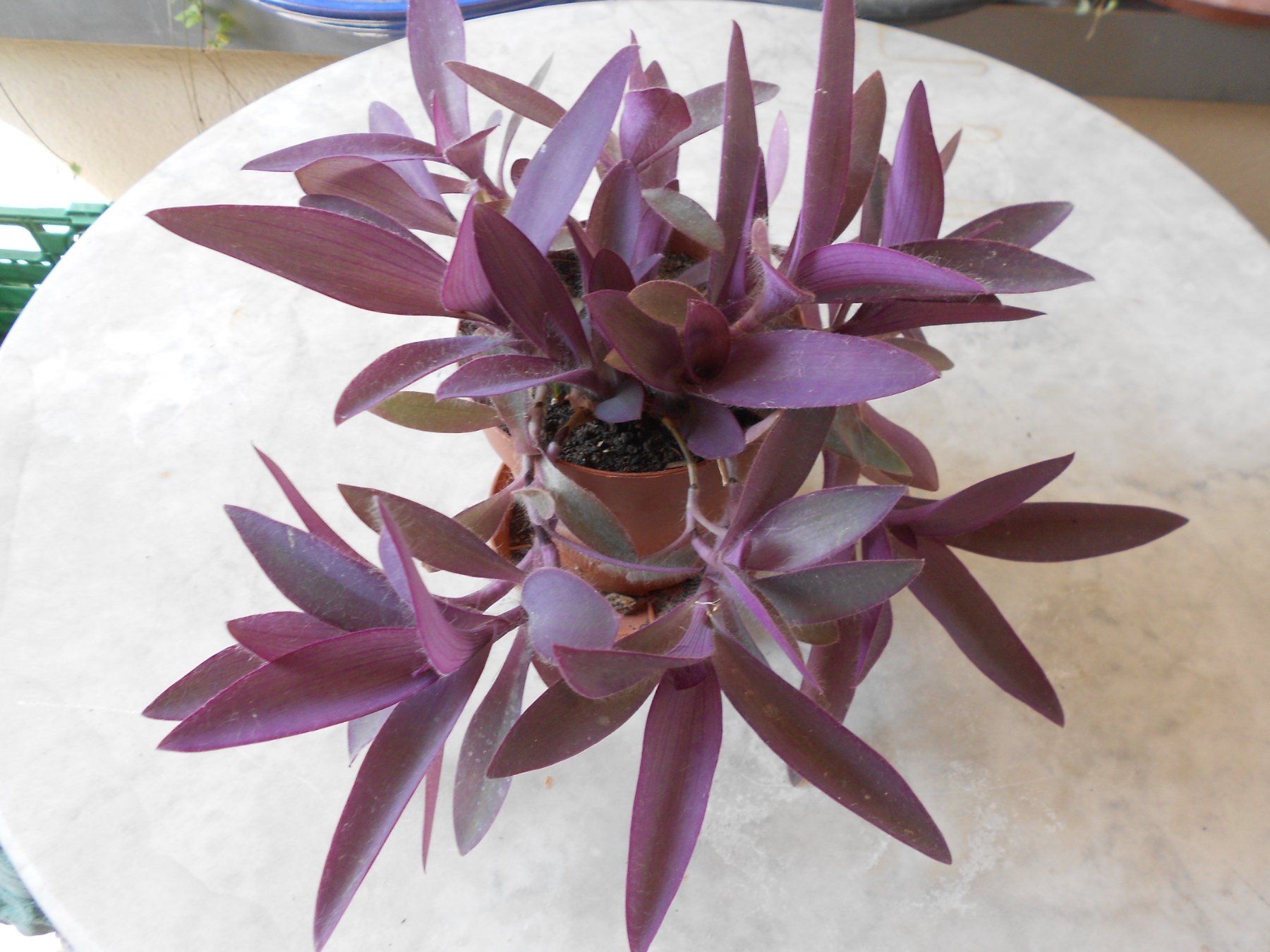Pflanzen & Samen: Tradescantia pallida, Hängepflanze – Neu (gemäss Beschreibung) aus Zollikofen von Flavabana 1