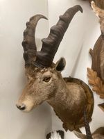 Steinbock