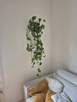 Hängepflanze in Ton Vase