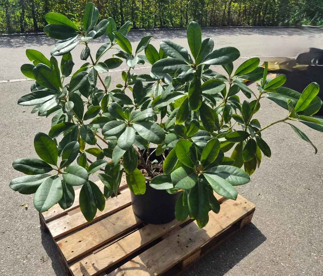 Piante & sementi: Rhododendron Hybride 'Cunningham's White' – Usato da Forch venduto da WeberC 1