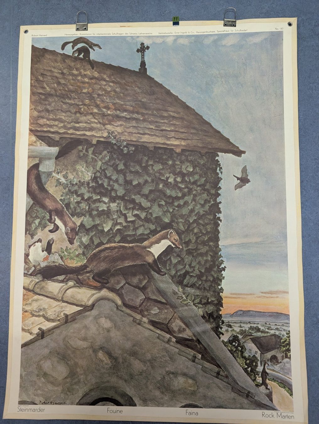 Foto & Immagini: Schulwandbild Nr. 130 - Steinmarder – Usato da Luzern venduto da JenKu