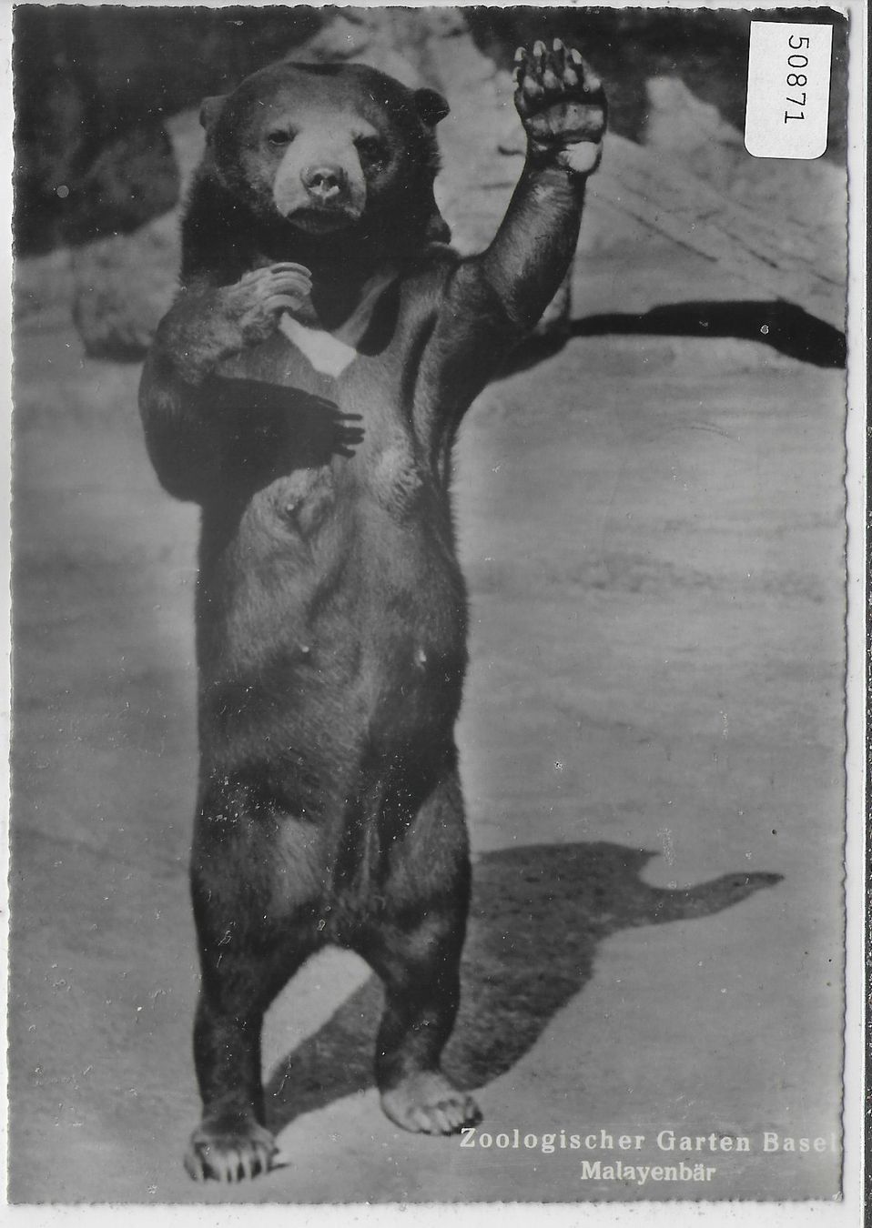 Cartoline postali: Zoologischer Garten Basel - Malayenbär – Usato da Ettingen venduto da Kartenplanet