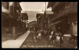 AK Zermatt, La rentrée des chèvres