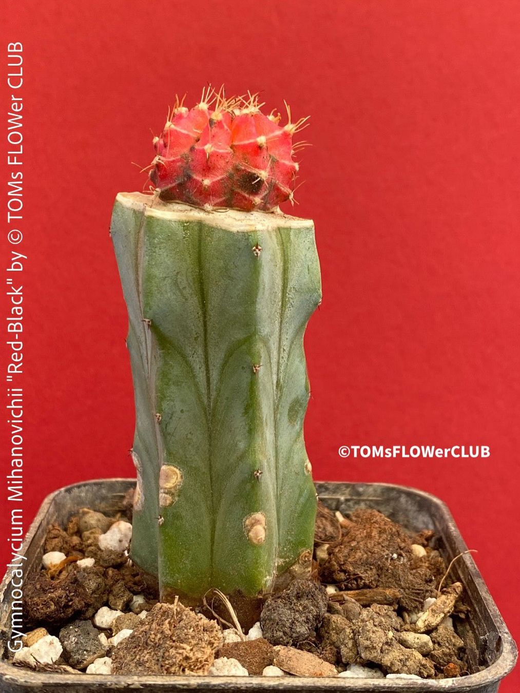 Piante & sementi: Gymnocalycium Mihanovichii "red-black" - veredelt – Nuovo e nell'imballaggio originale da Adliswil venduto da MarkyForest 1