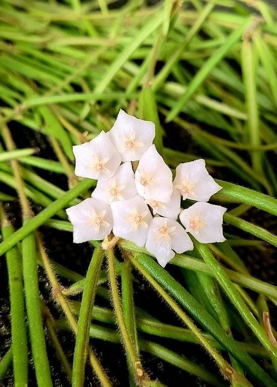 Piante & sementi: Hoya linearis – Usato da St.Erhard venduto da Plumilandschweiz 1