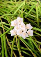 Hoya linearis