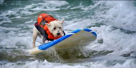 PetEgo Salty Dog reflektierende Hundeschwimmweste