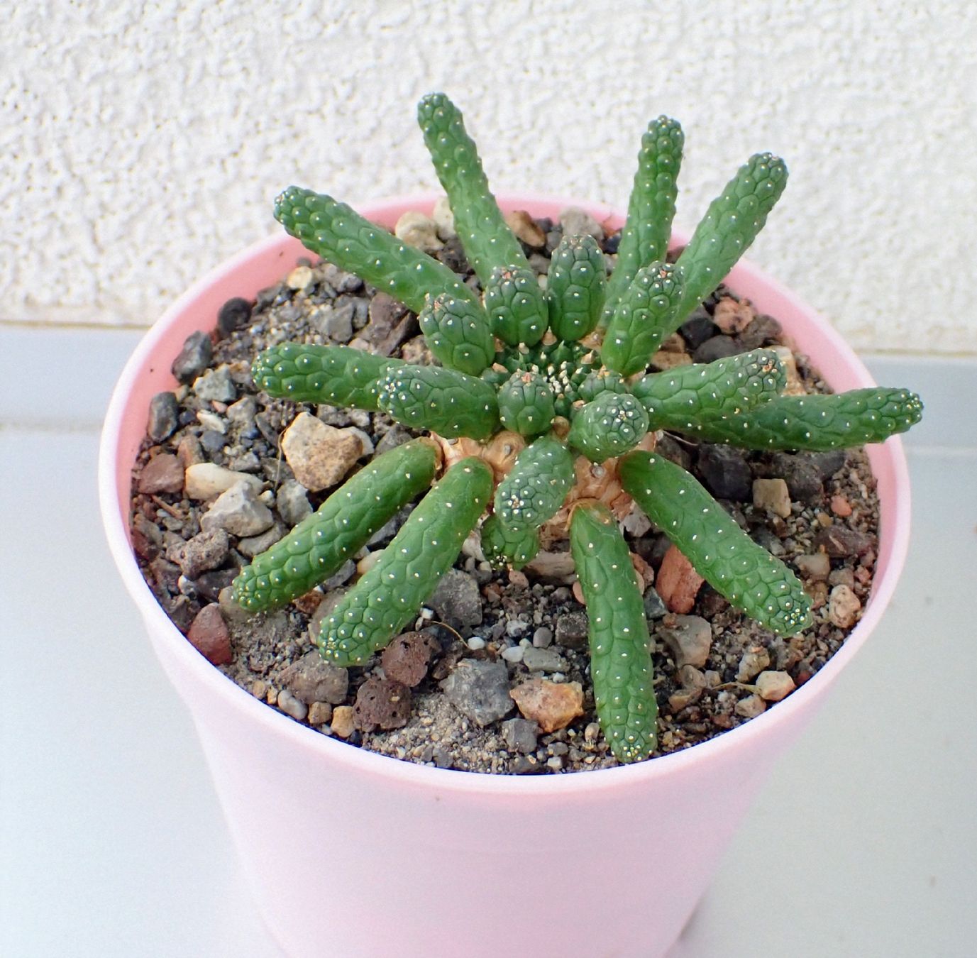 Pflanzen & Samen: Euphorbia inermis – Gebraucht aus Comano von che_8lc2 1