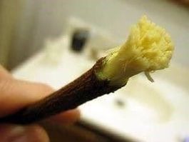 Siwak-Sewak ARBRE BROSSE A DENTS ! 10g