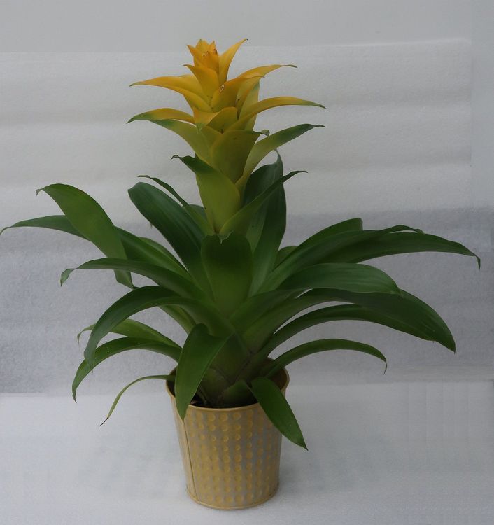 Leuchtende Bromelie Kaufen auf Ricardo