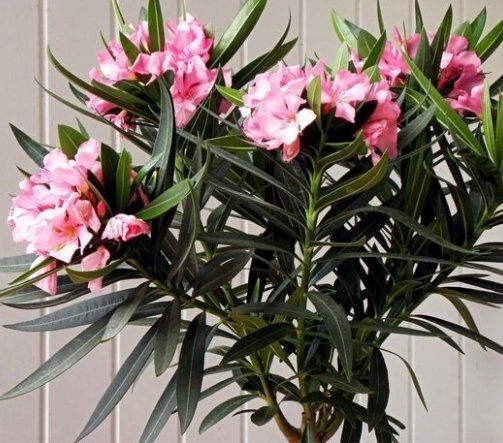 Plantes & graines: Ab 15.- CHF 50 Samen NERIUM OLEANDER Rosé – Neuf avec emballage d'origine à Rovio par POSITIFFARTandPLANTS 5