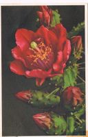 Blumenkarte, gelaufen  1948