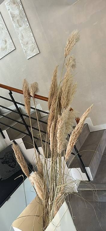 Pflanzen & Samen: Pampas-Gras – Gebraucht aus Grenchen von ChristinaNik