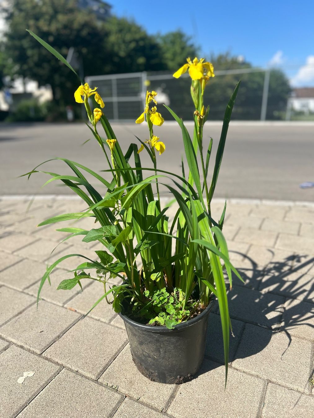 Piante & sementi: Schwertlilie und Physalis im Topf – Usato da Frauenfeld venduto da Irene.Schuppli 5
