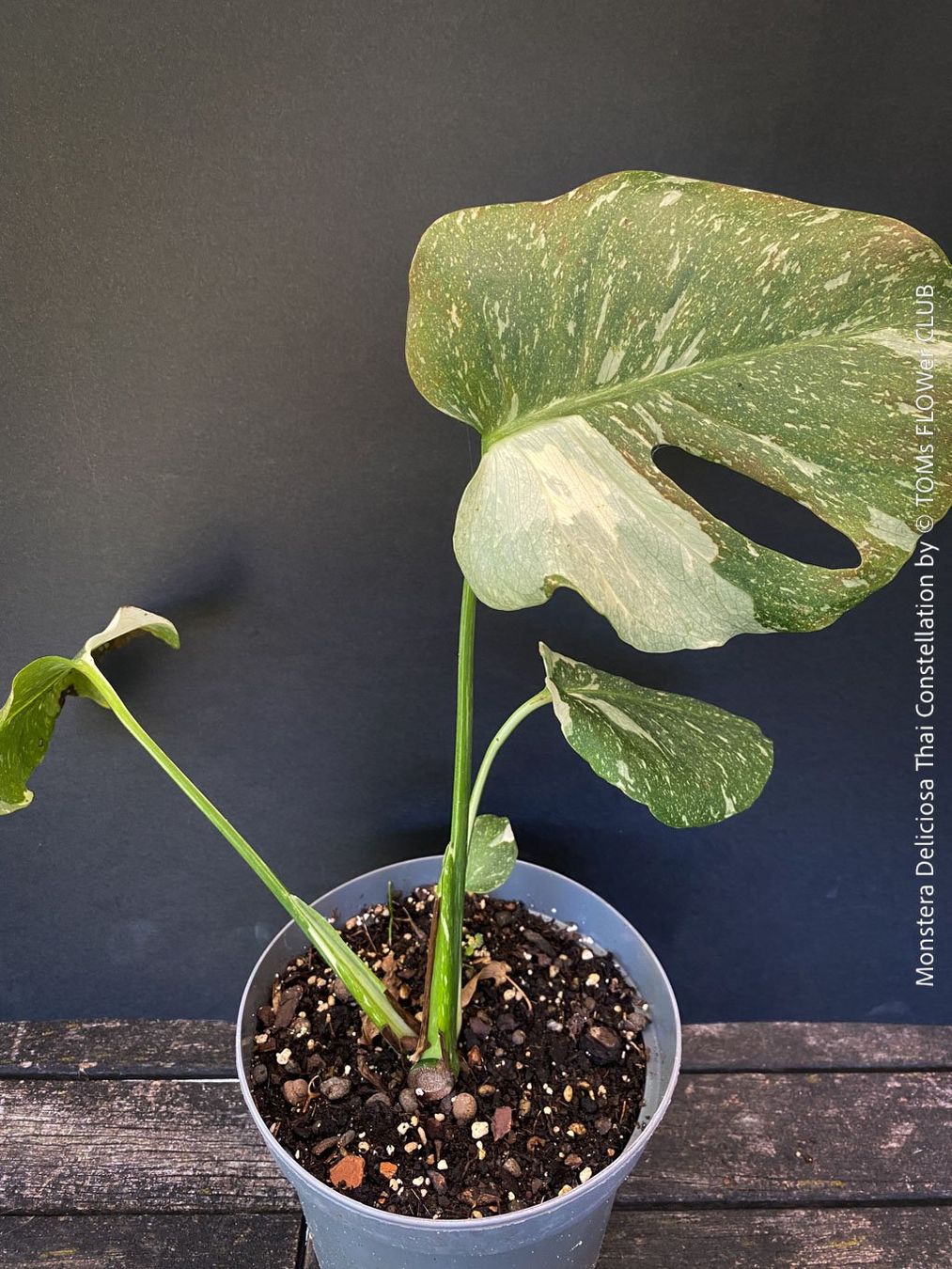Piante & sementi: Monstera Deliciosa Thai Constellation - grossblättrig – Nuovo e nell'imballaggio originale da Adliswil venduto da astom369 4