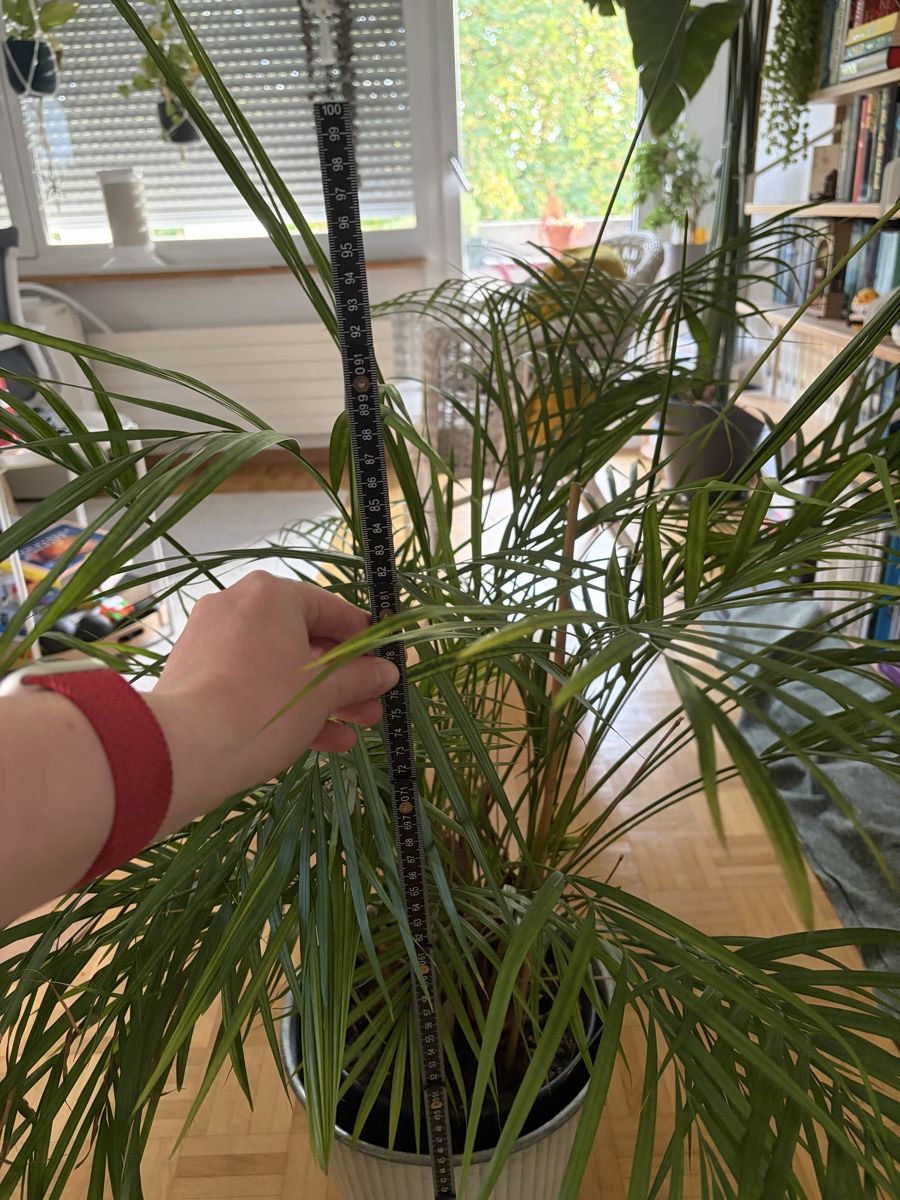 Pflanzen & Samen: Goldfruchtpalme inklusive Übertopf – Gebraucht aus Winterthur von emm_557p 1