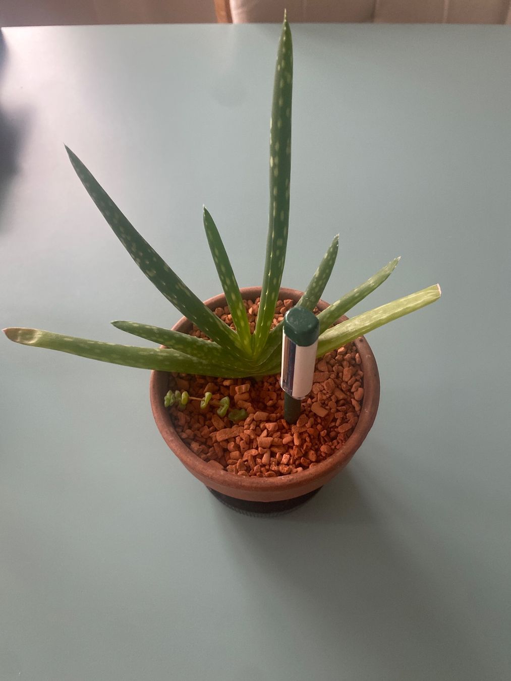 Piante & sementi: Aloe Vera Pflanze – Nuovo (secondo la descrizione) da Zürich venduto da echt01