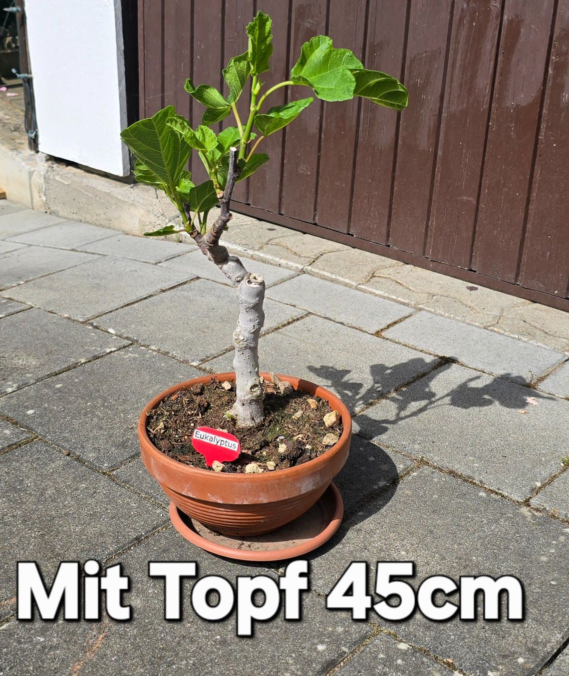 Piante & sementi: Feigen-Bonsai im Terrakottatopf – Usato da Aarburg venduto da popkorn65
