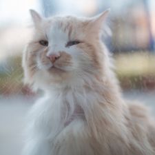 Profile image of SirJulien