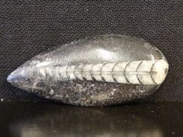 Versteinerter Fisch Fossil ORTHOCERAS MAROKKO Tintenfisch
