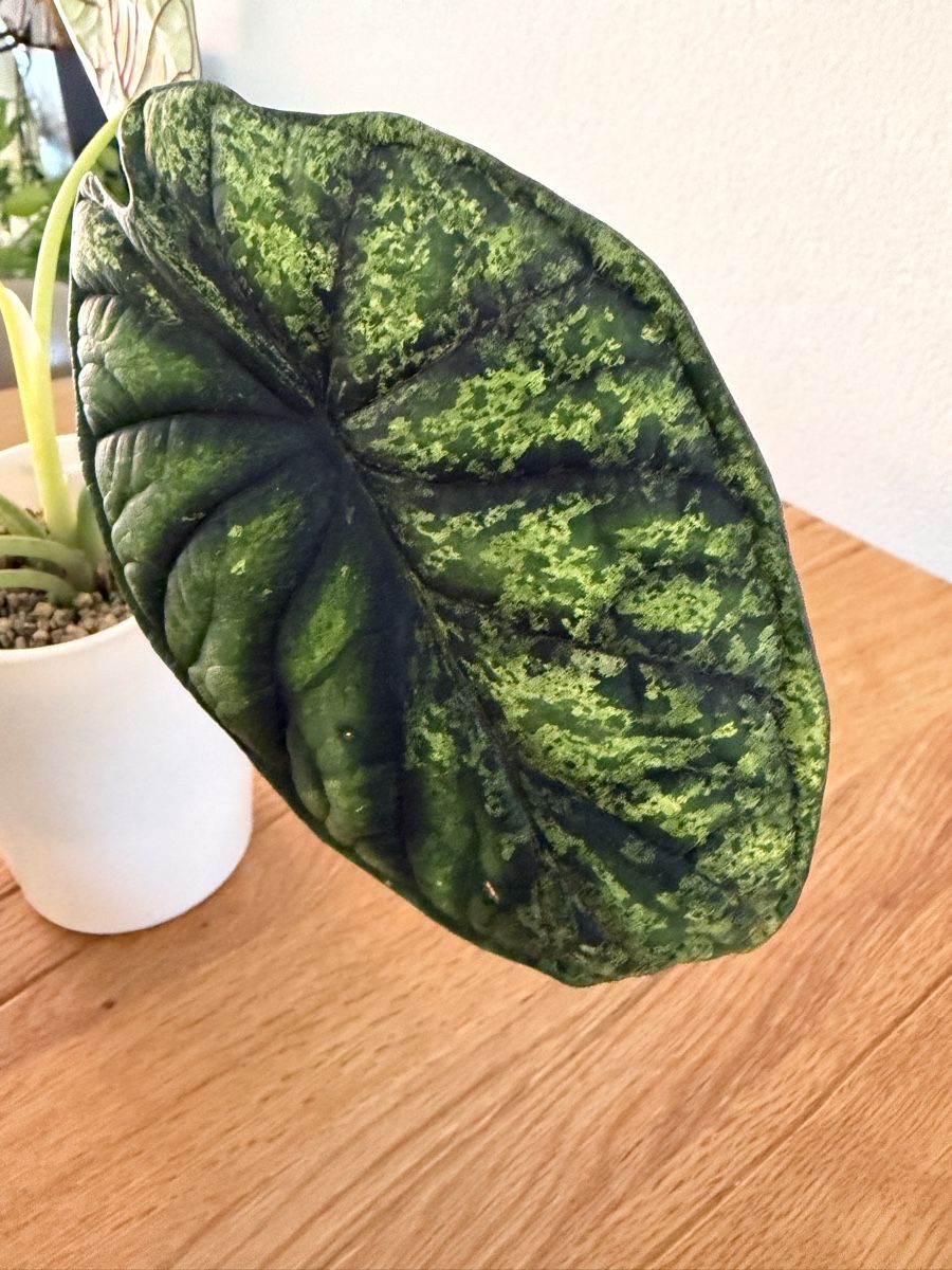 Piante & sementi: Grosse Alocasia Dragon Scale Mint im SB-Topf – Usato da Ostermundigen venduto da summy73 1
