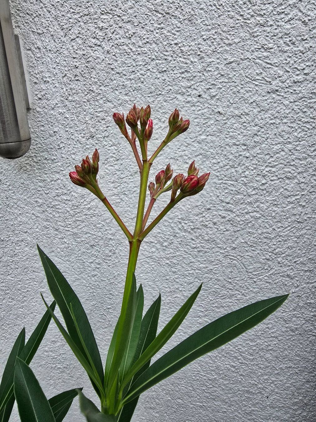 Piante & sementi: Schöne Oleander Pflanze Hochstamm – Usato da Aarburg venduto da popkorn65 4