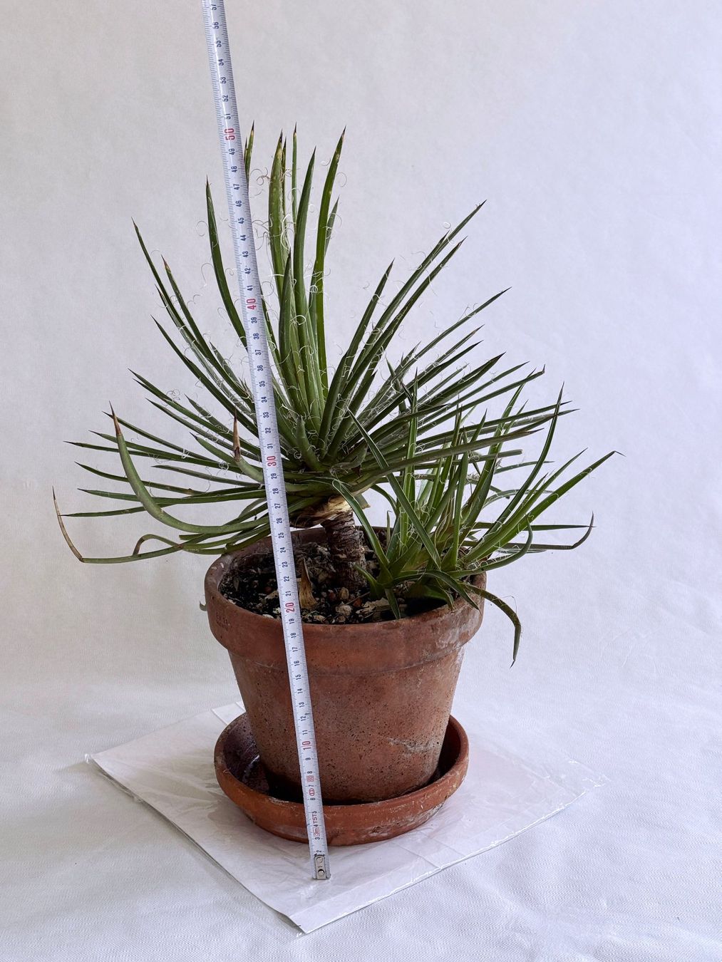 Piante & sementi: Agave parviflora***** – Nuovo (secondo la descrizione) da Dübendorf venduto da Orchid18 2
