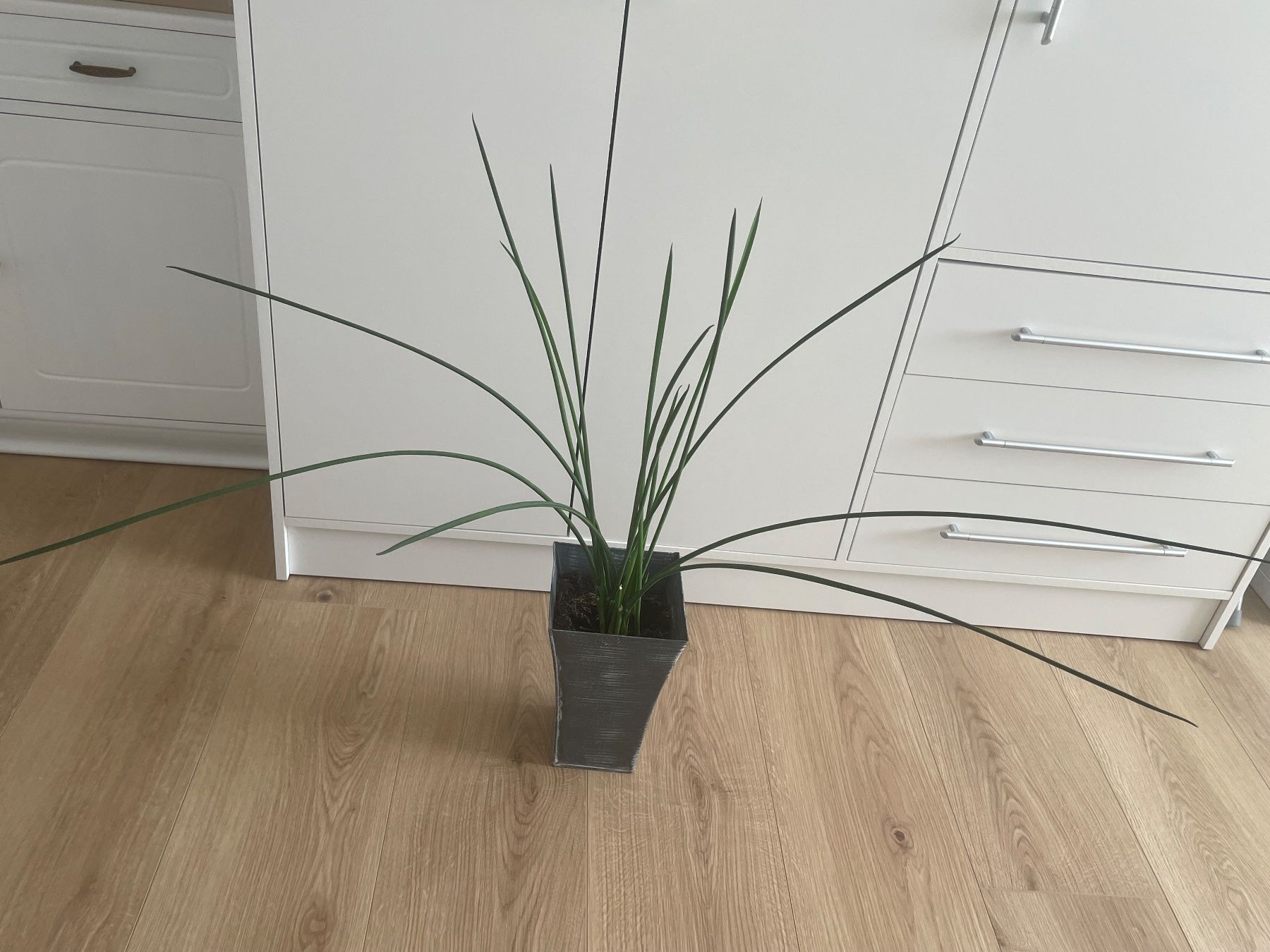 Plantes & graines: Dekorative sansevieria, Bogenhanf, Schwiegermutterunge 80 cm – D'occasion à Winkel par Kade50 1
