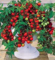 Tumbling Tom Red - Hänge-Kirschtomate - 25 Samen