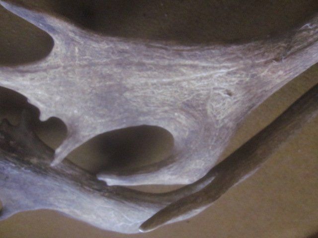 Monde des animaux: Hirsch Hirschgeweih – D'occasion à Böttstein par koehlerkafi 8