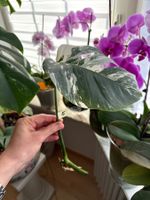 Monstera Ableger Variegata - Seltene Schönheit für Zuhause
