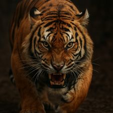 Profile image of JungleSnacc