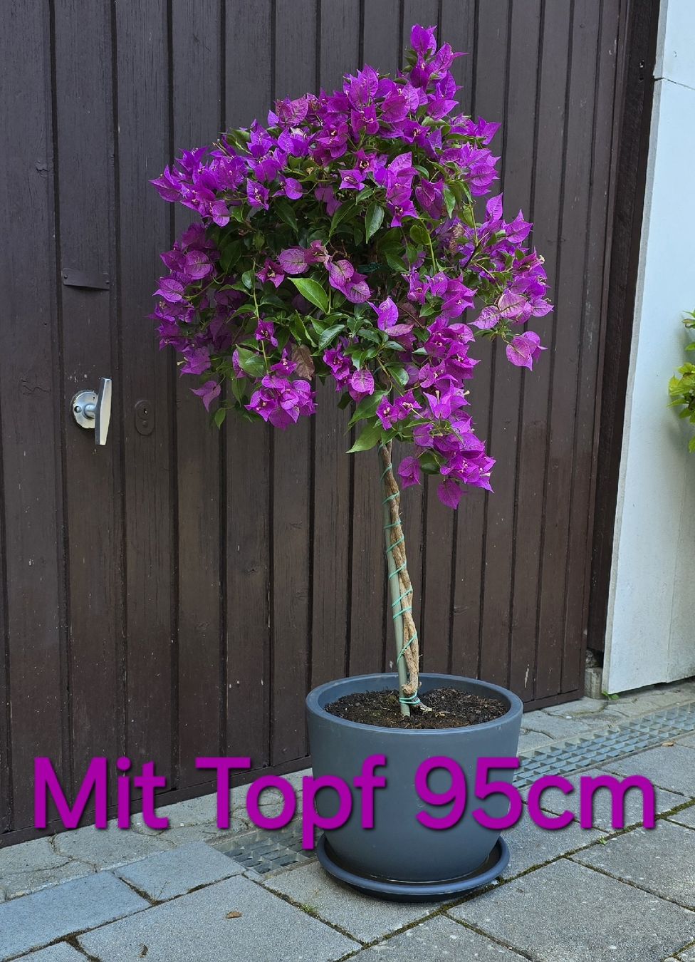 Piante & sementi: Wunderschöne Bougainvillea – Nuovo (secondo la descrizione) da Aarburg venduto da popkorn65