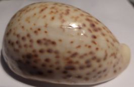 SEHR SELTENE CYPRAEA PANTHERINA ALBONITENS,-MUSCHEL--67,8 MM