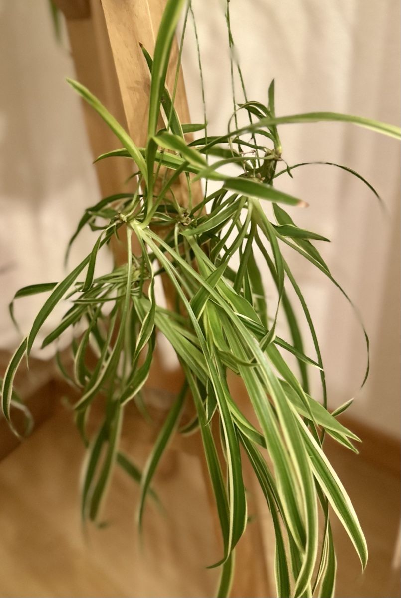 Plantes & graines: Grünlilie – D'occasion à Bern par ACR12 1