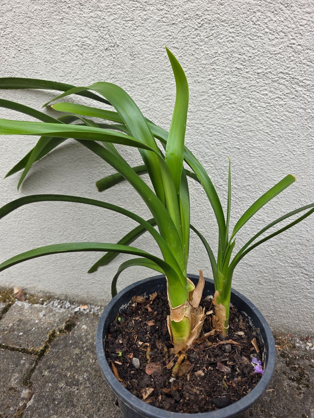 Piante & sementi: Clivia miniata / Klivie, orangeblühend – Nuovo (secondo la descrizione) da Thalheim venduto da silvara01 3