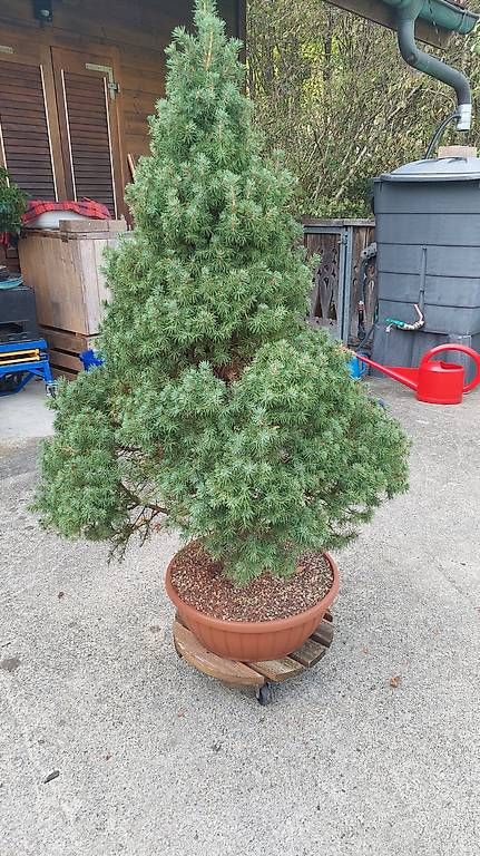 Plantes & graines: Zuckehutfichte / Picea glauca 'Conica' – D'occasion à Giswil par fre_c6dp 4