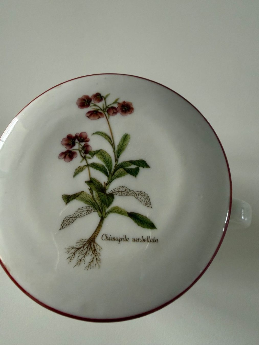 Tazze: Alte Teetasse mit Sieb – Nuovo (secondo la descrizione) da Dällikon venduto da dahi1 1