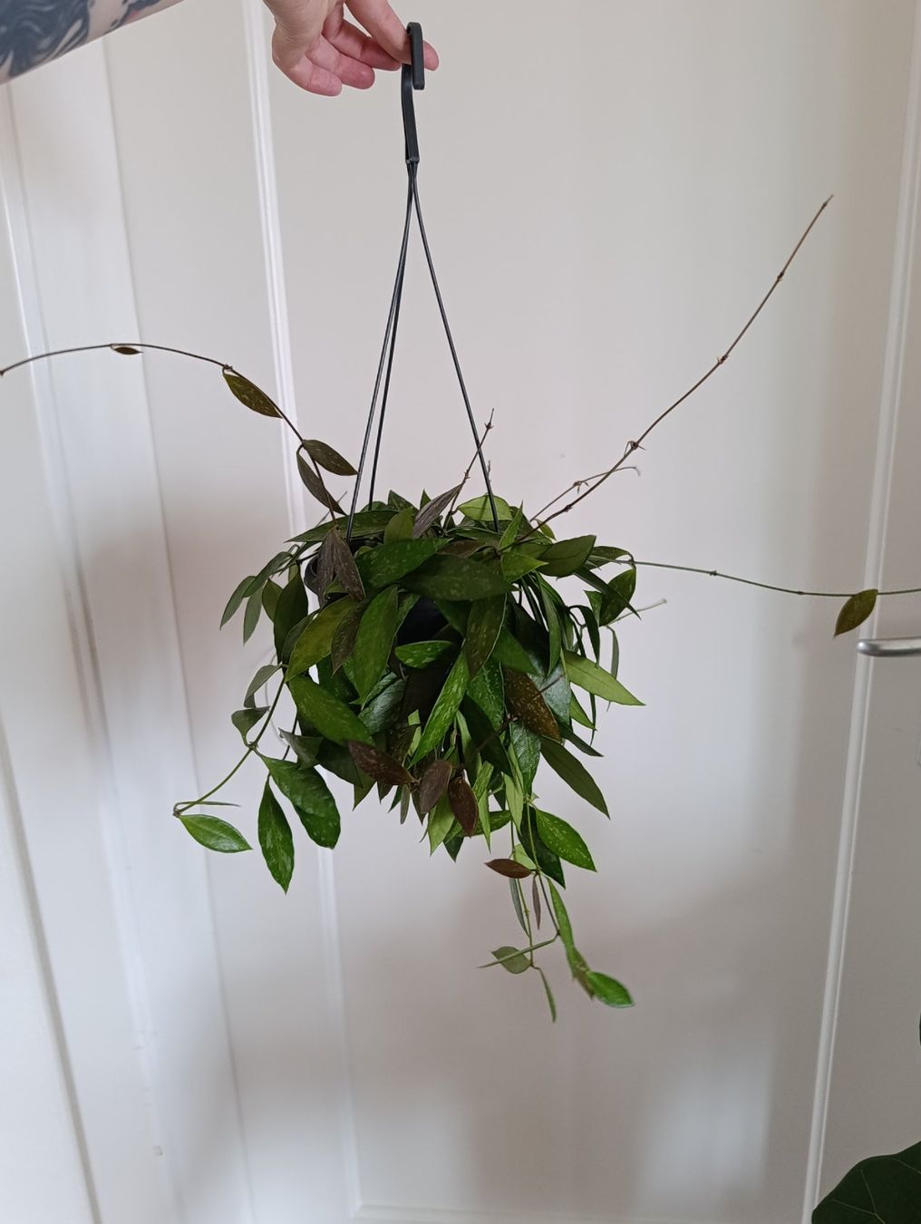Piante & sementi: Hoya Gracilis – Usato da Baar venduto da L.isa28 1