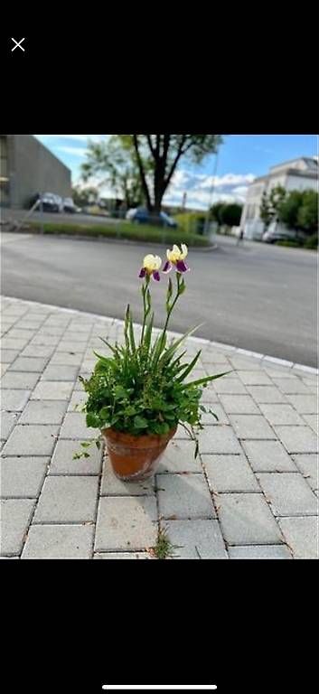 Plantes & graines: Iris und Campanula – D'occasion à Frauenfeld par Irene.Schuppli