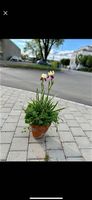Iris und Campanula