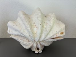 Muschel gross B15cm, L26,5cm, H 21cm, 1990g