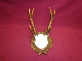 Hirsch, Geweih, Trophäe, Horn, Dekoration Abwurfstangen Hund